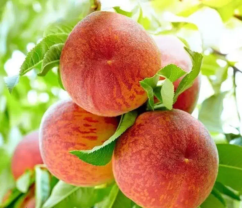 پیش فروش نهال هلو جوادی شناسه دار|خدمات باغبانی و درختکاری|بندر گز, |دیوار