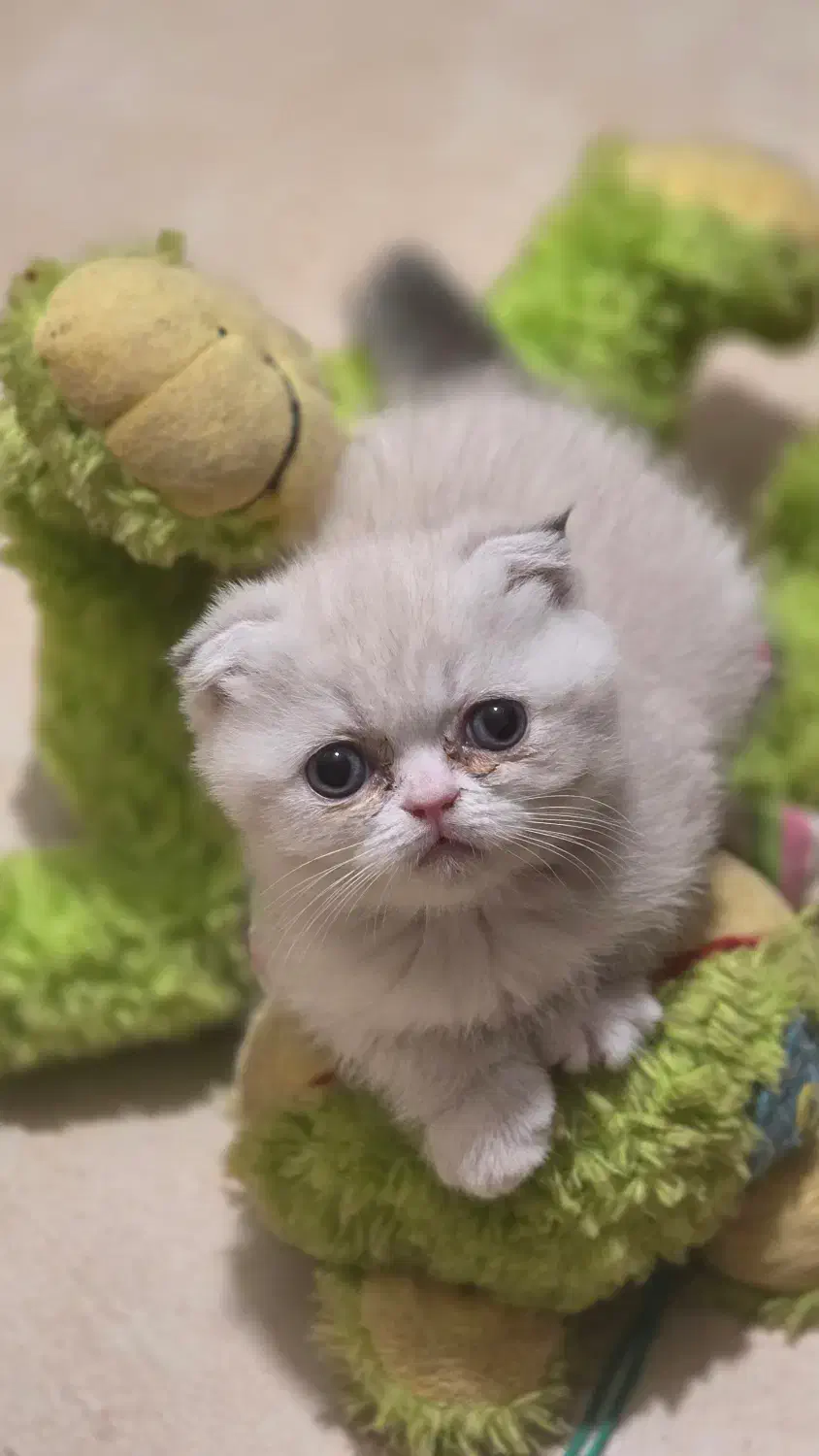 واگذاری گربه اسکاتیش وارداتی|گربه|کرمان, |دیوار