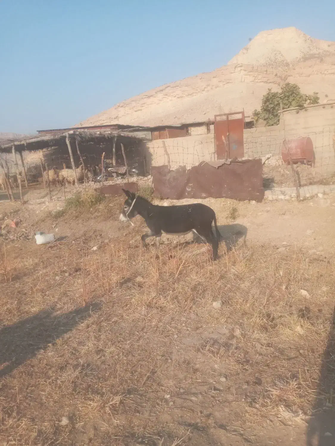 خر ماده|حیوانات مزرعه|ملکشاهی, |دیوار