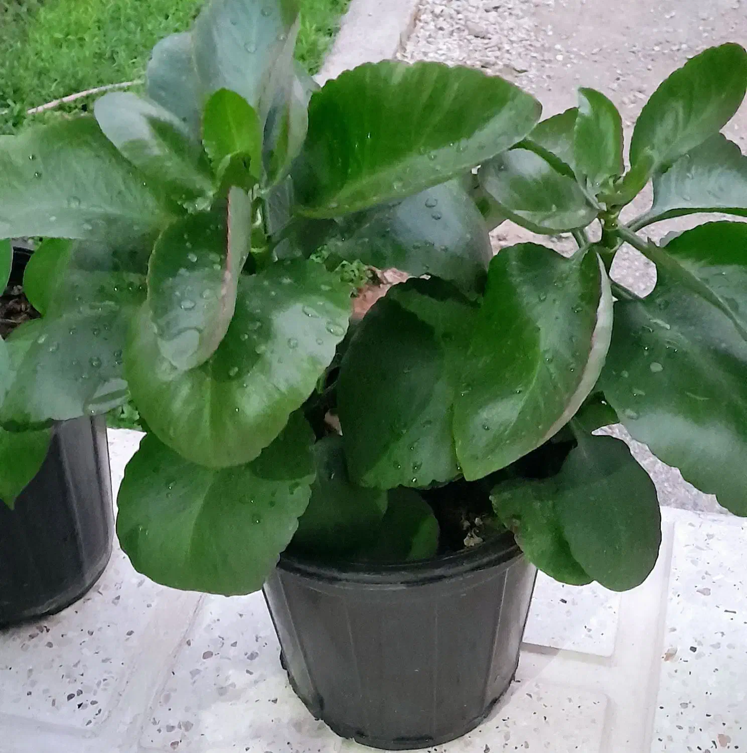 شاداب وزیبا|گل و گیاه طبیعی|آباده, |دیوار