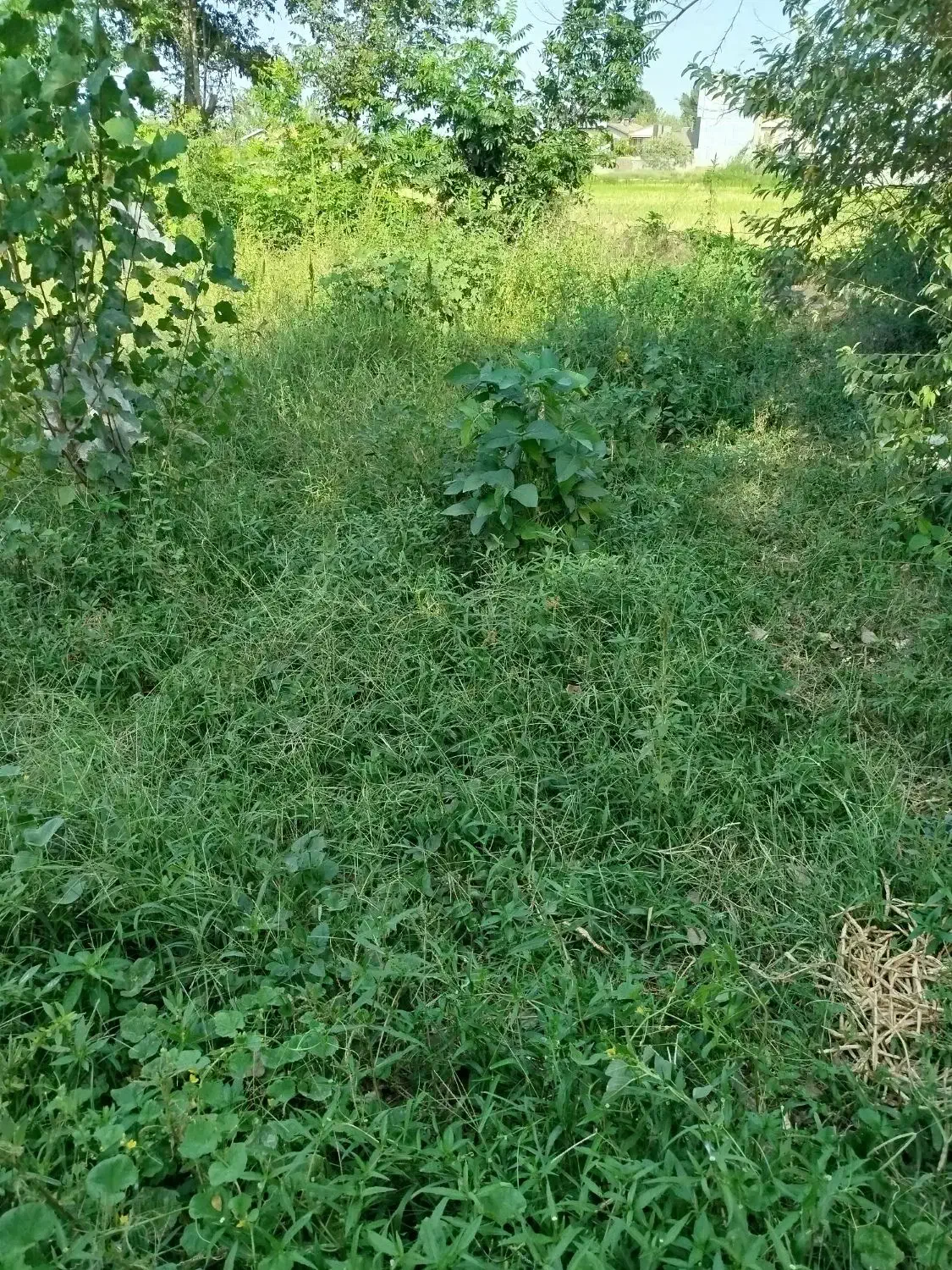 فروش زمین|فروش زمین و ملک کلنگی|رشت, سیا اسطلخ|دیوار