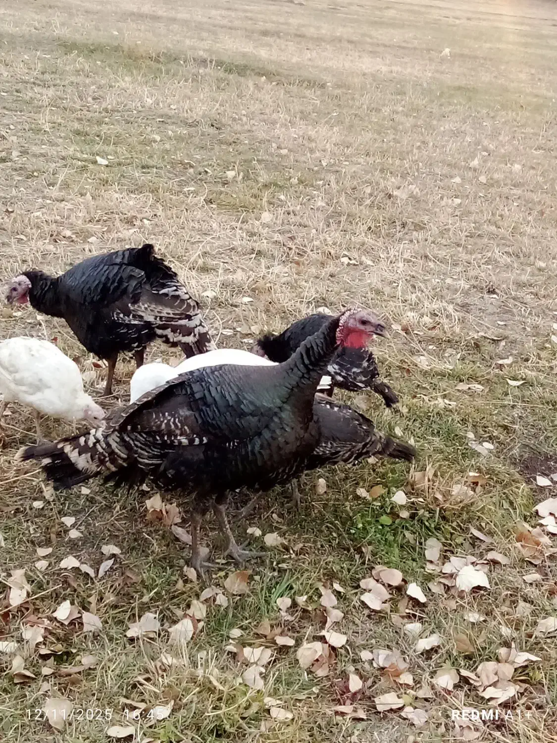 بوگلمو|حیوانات مزرعه|ماکو, |دیوار