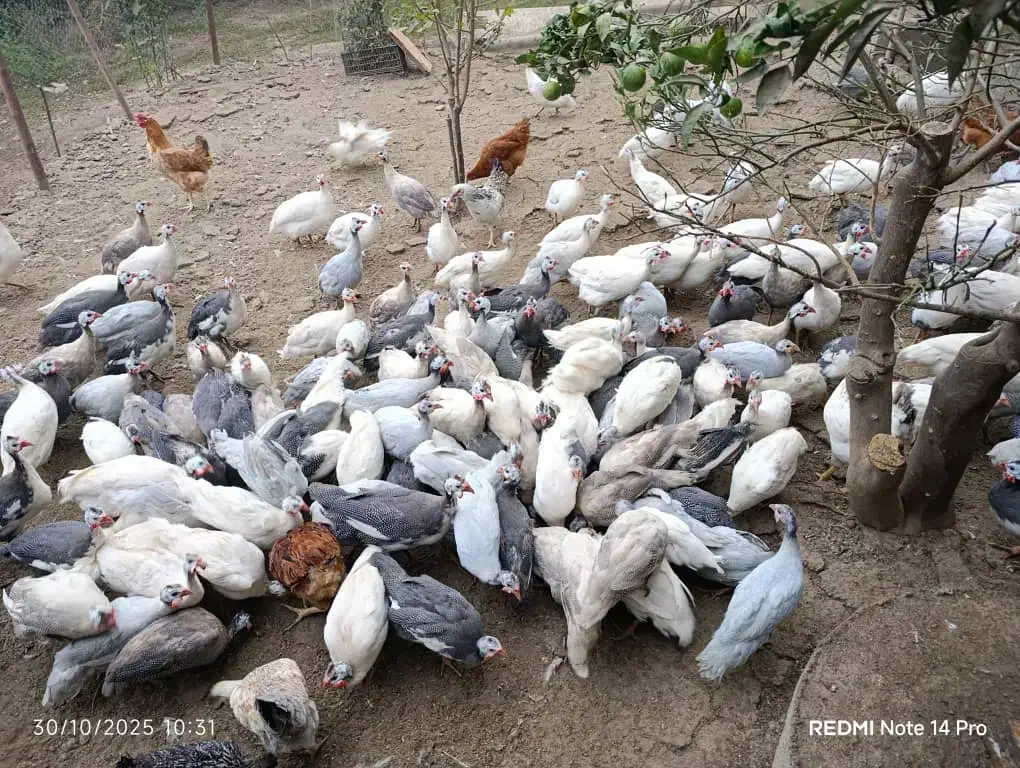 مرغ شاخدار دررنگ های مختلف|حیوانات مزرعه|قائمشهر, |دیوار