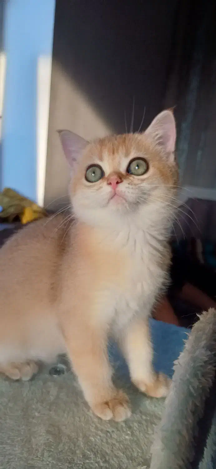 بچه گربه بریتیش ny12 فوق‌العاده شیطون و بازیگوش|گربه|رشت, نیکمرام|دیوار