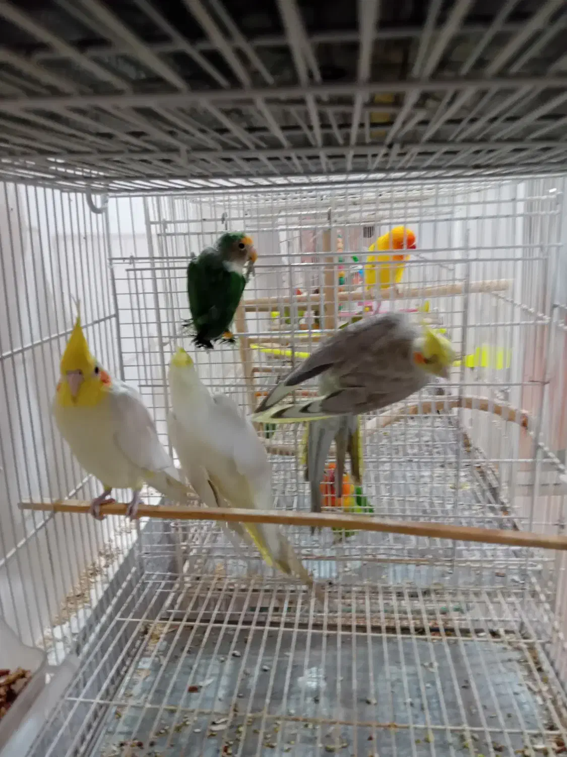 عروس هلندی|پرنده|گلبهار, شهر جدید گلبهار|دیوار