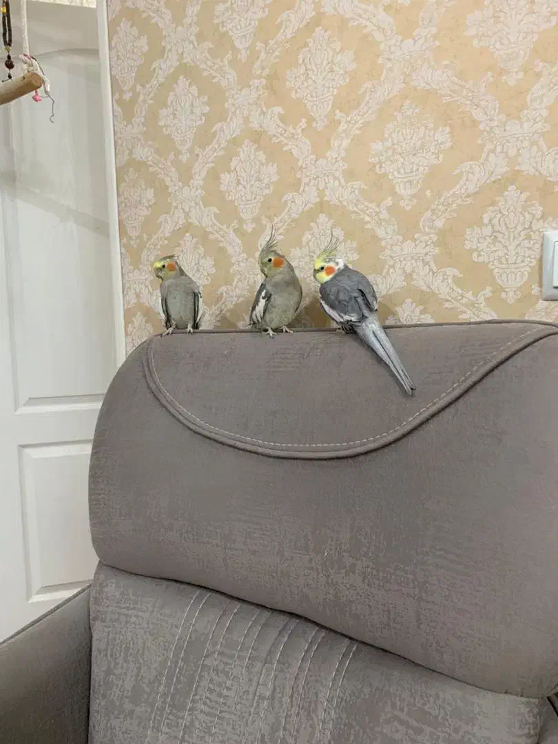 عروس هلندی ۳ عدد|پرنده|رشت, فرزانه|دیوار