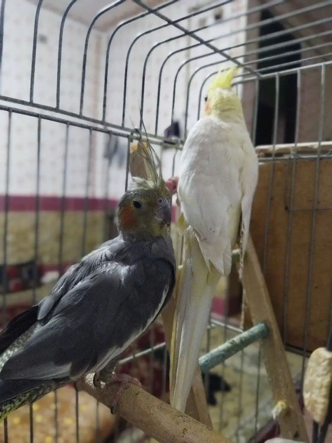 عروس هلندی|پرنده|دهدشت, |دیوار