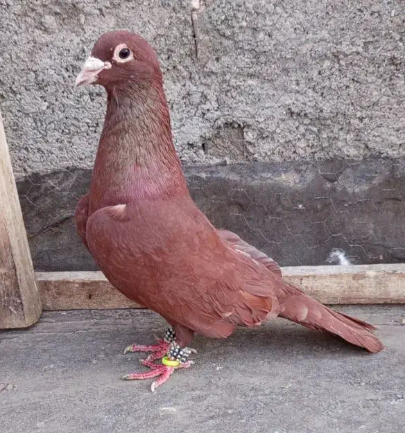 یک نر سرخ کرمونی عتیقه باب دل جوجه کشی و هوا|پرنده|تربتحیدریه, داروپخش|دیوار