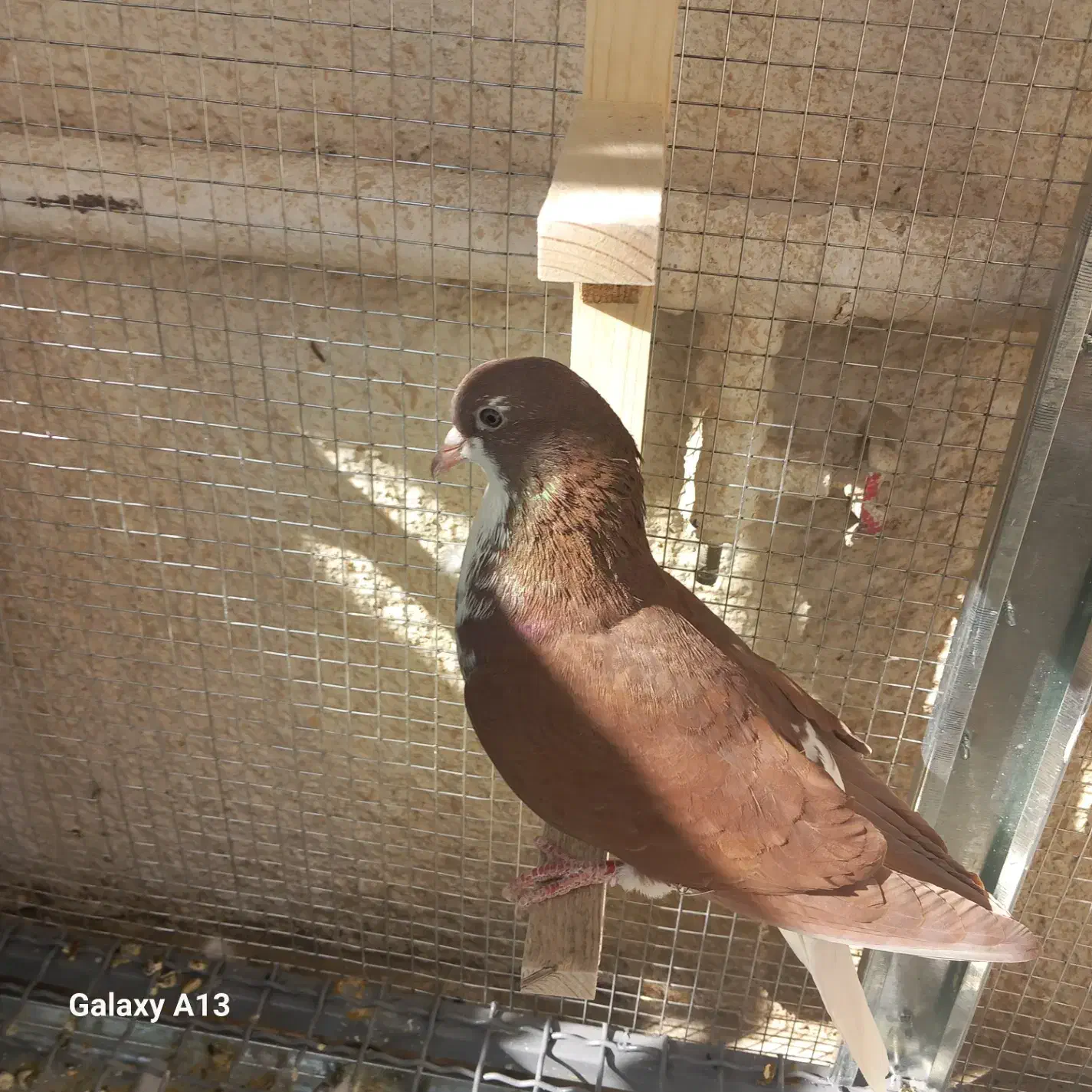 تعدادی کبوتر بلندپرواز وسیاه و|پرنده|شیراز, تندگویان|دیوار