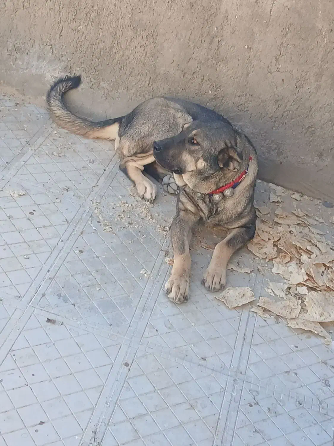 واگزاری سگ|سگ|قره چای, |دیوار