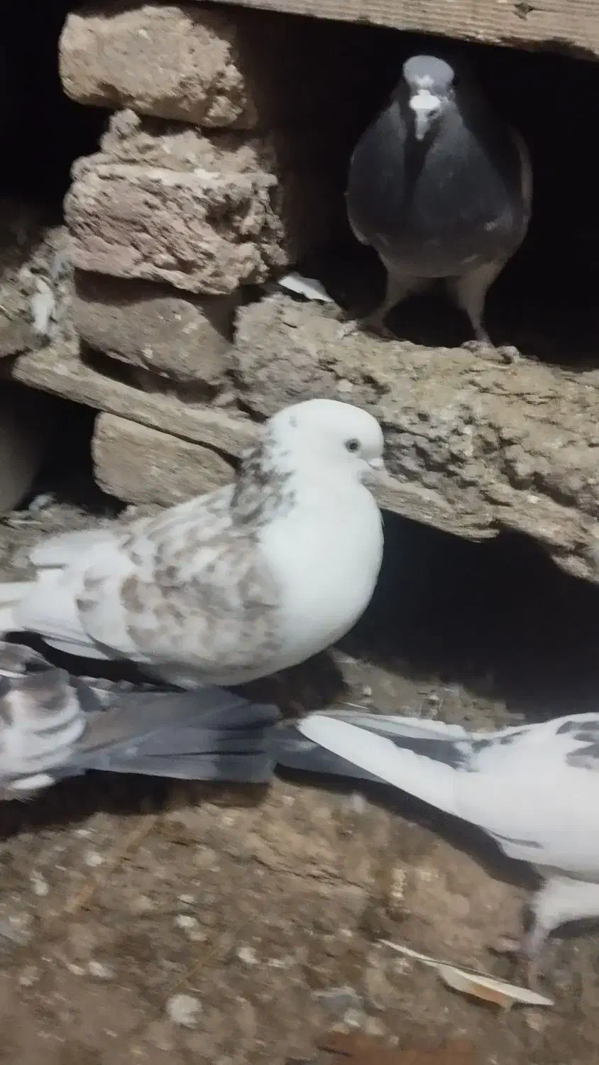 سه عدد نر پرشی غریب|پرنده|قصابه, |دیوار