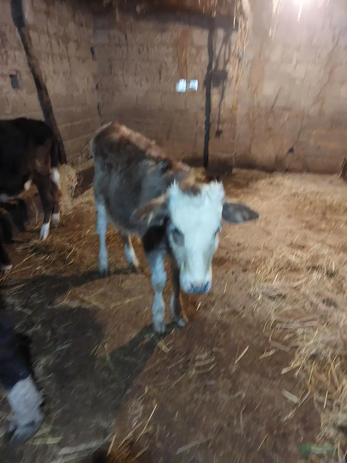 لیشه دورگ سمینتال ۷ ماهه|حیوانات مزرعه|سنگر, |دیوار