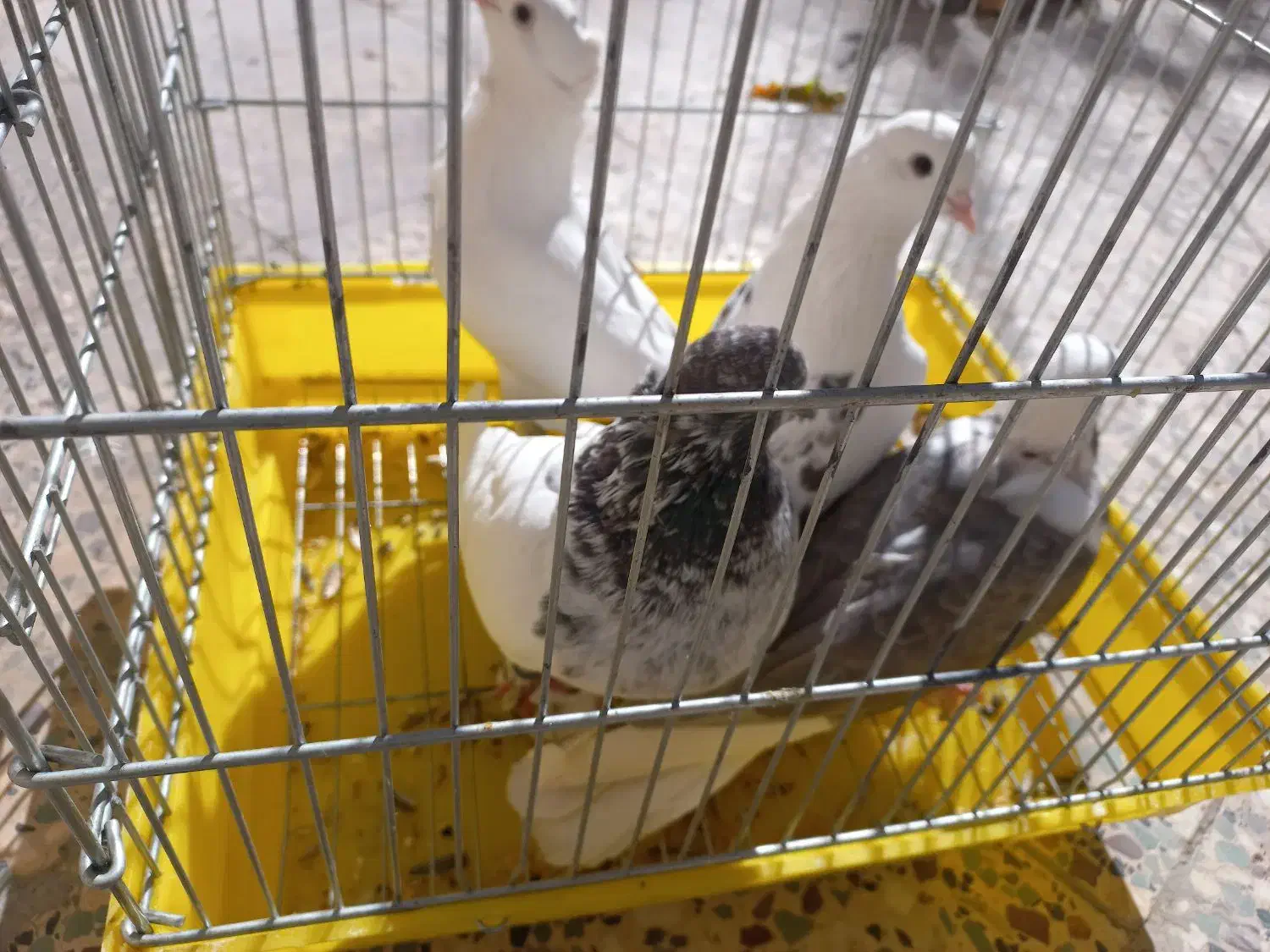 کبوتر|پرنده|بافت, |دیوار