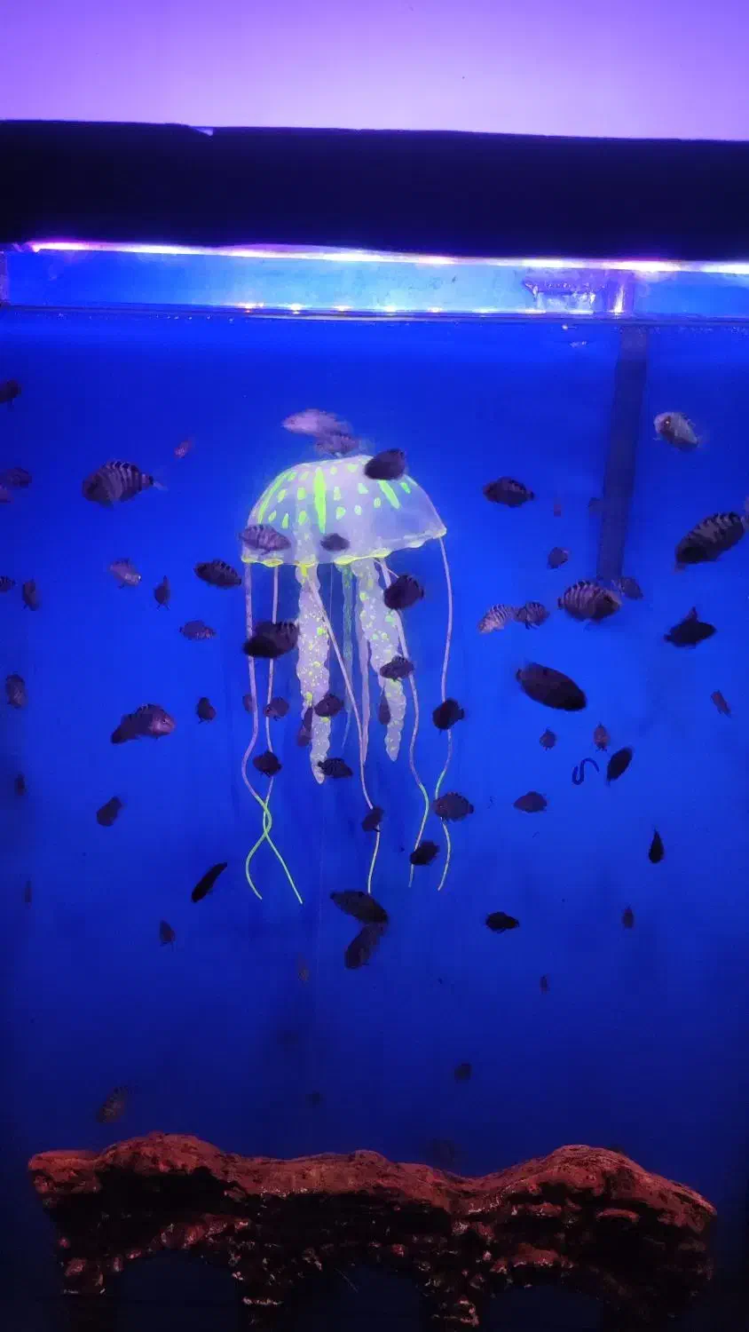 ماهی گوره خری زندانی|ماهی|بندرعباس, |دیوار