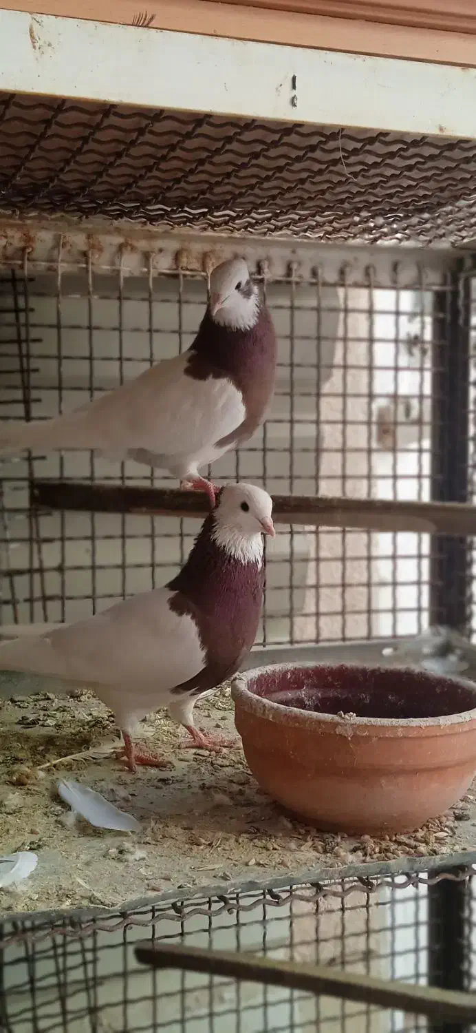 جفت طوقی|پرنده|شیراز, کوزه گری|دیوار