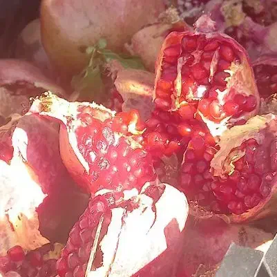 انار ابگیری|حراج|کوهدشت, |دیوار