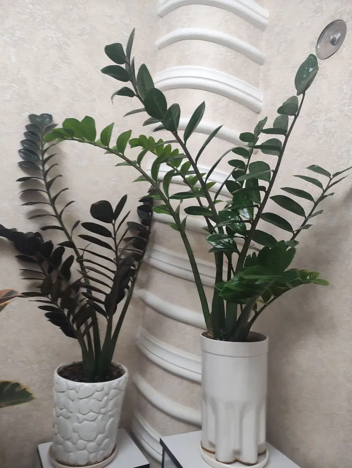 گل طبیعی|گل و گیاه طبیعی|آستانه اشرفیه, |دیوار