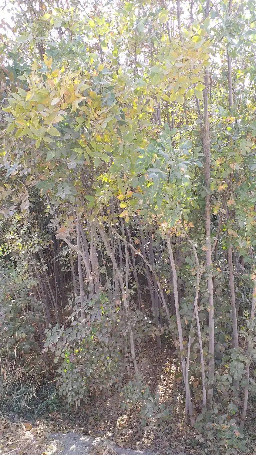 نهال زبان گنجشک|حراج|پیر بکران, |دیوار