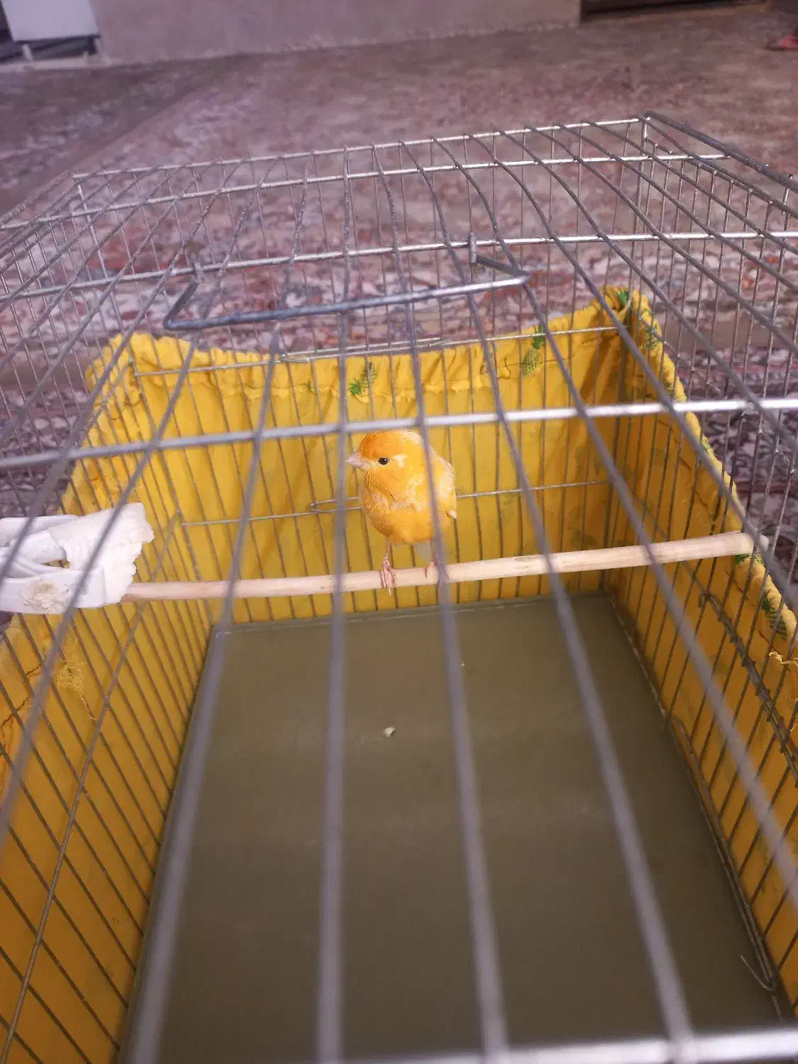 دو عدد قناری نر|پرنده|صفادشت, |دیوار