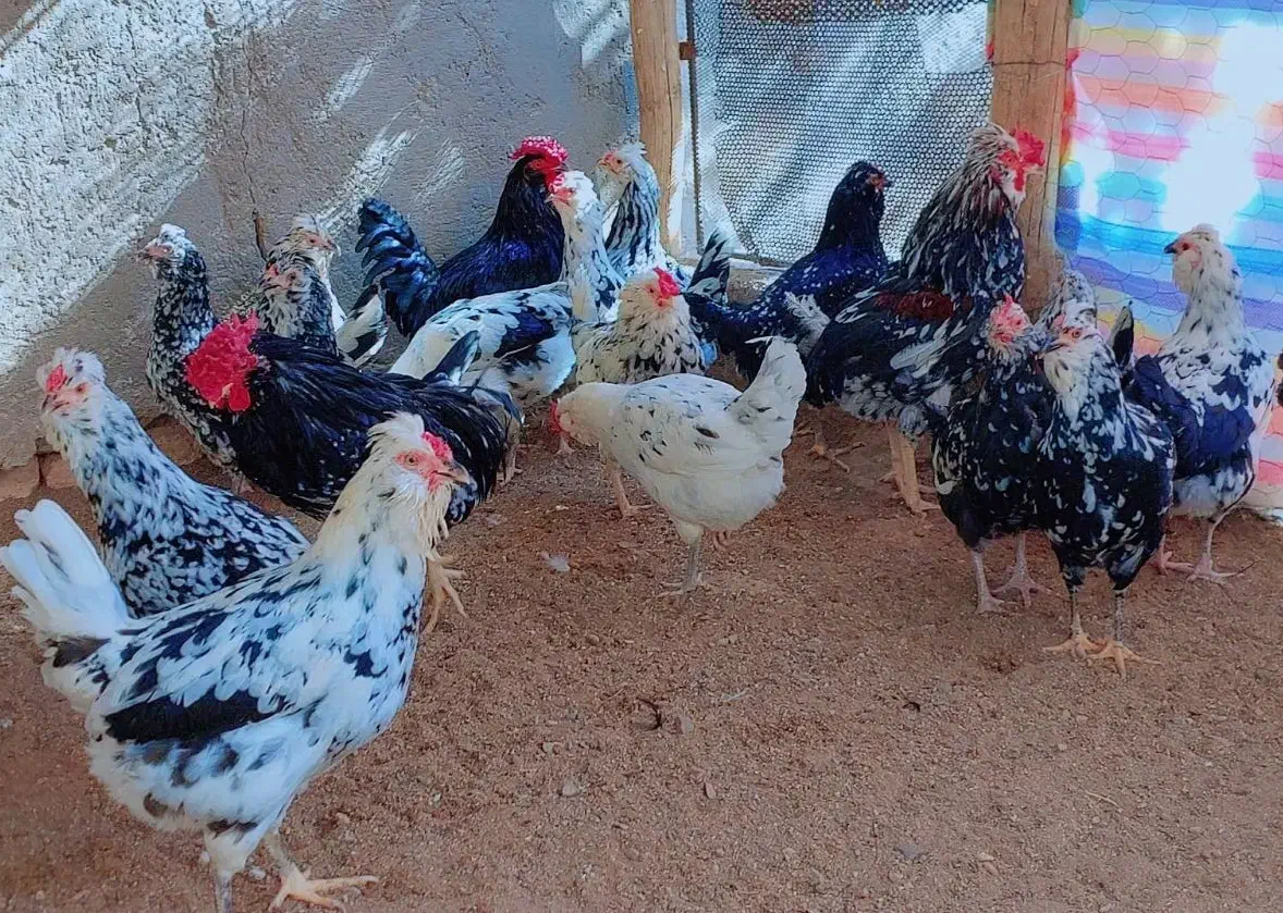 تخم مرغ نطفه دار نژاد گلین پنگوئنی (اصیل)|حیوانات مزرعه|سیرجان, |دیوار