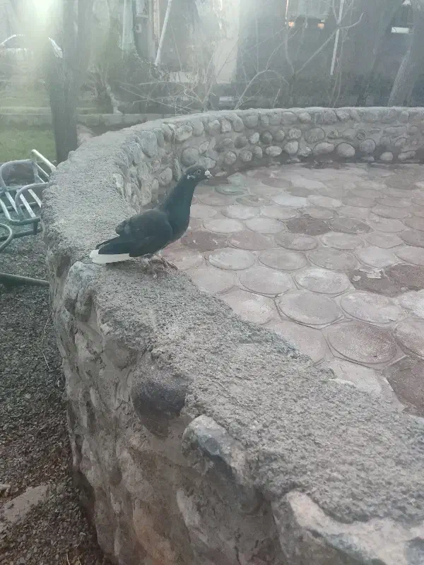 کبوتر نر|حراج|خاش, |دیوار