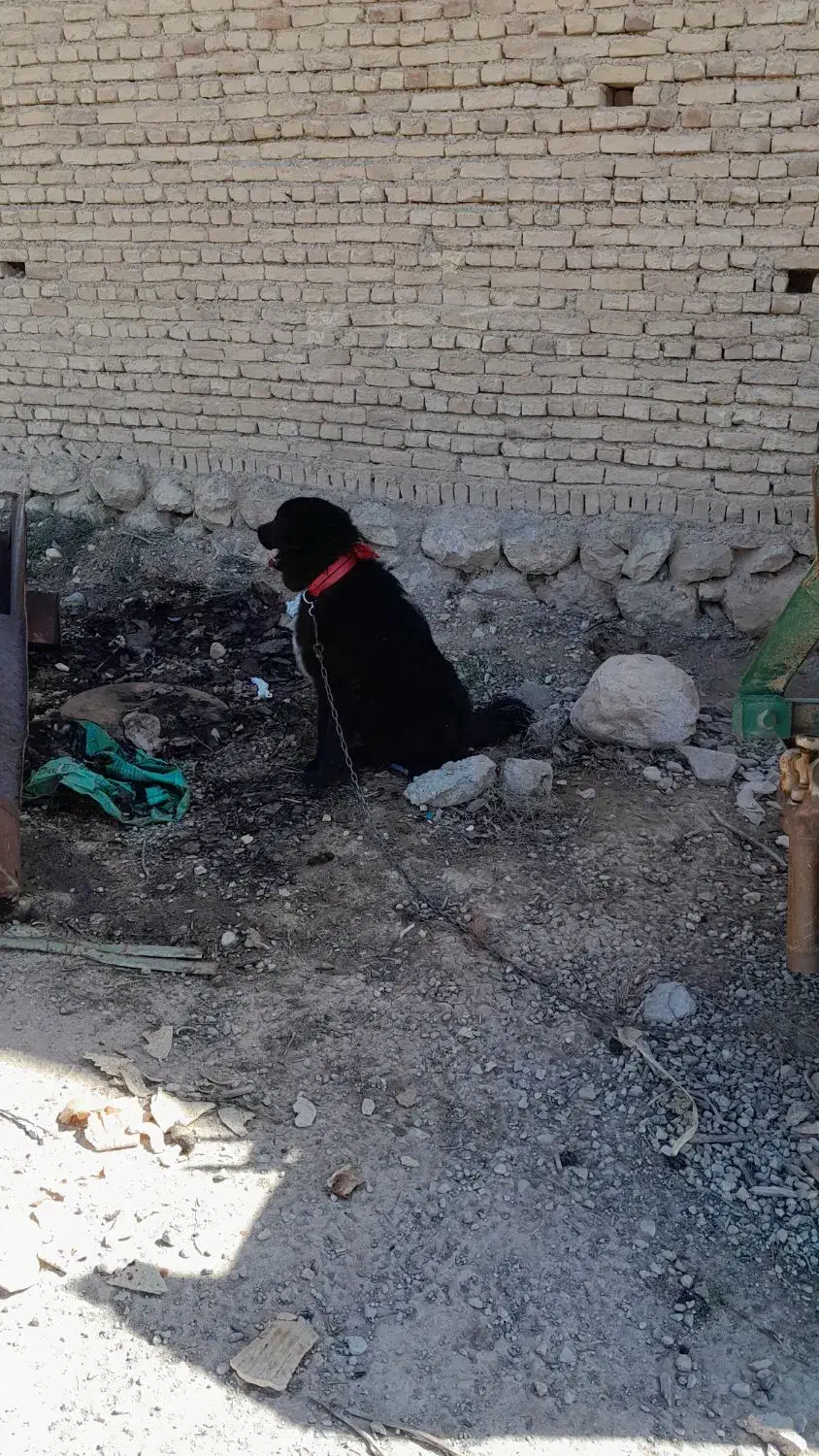 سگ قدرجونی|حیوانات|فارسان, |دیوار