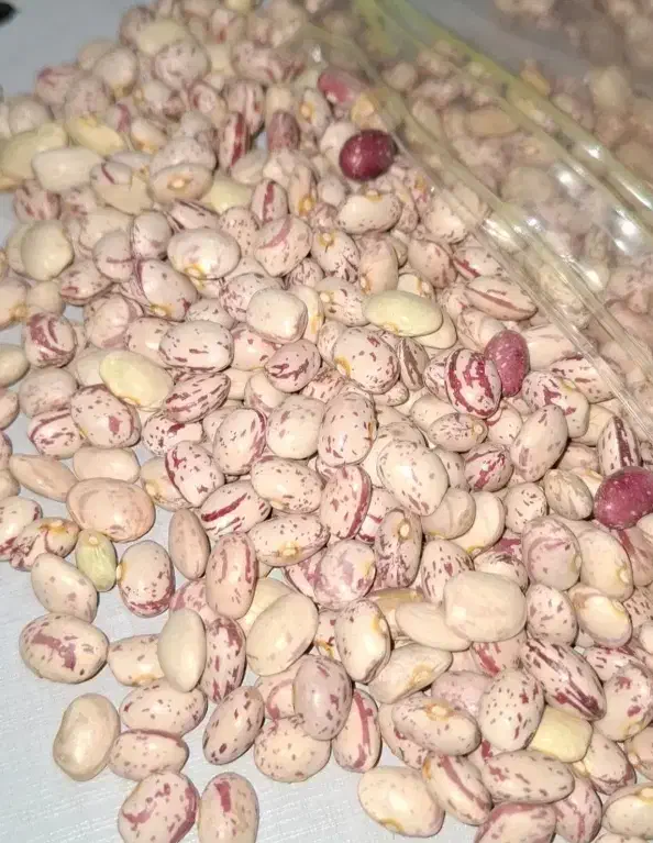 لوبیا چیتی درجه یک|خوردنی و آشامیدنی|مرودشت, تامین اجتماعی|دیوار