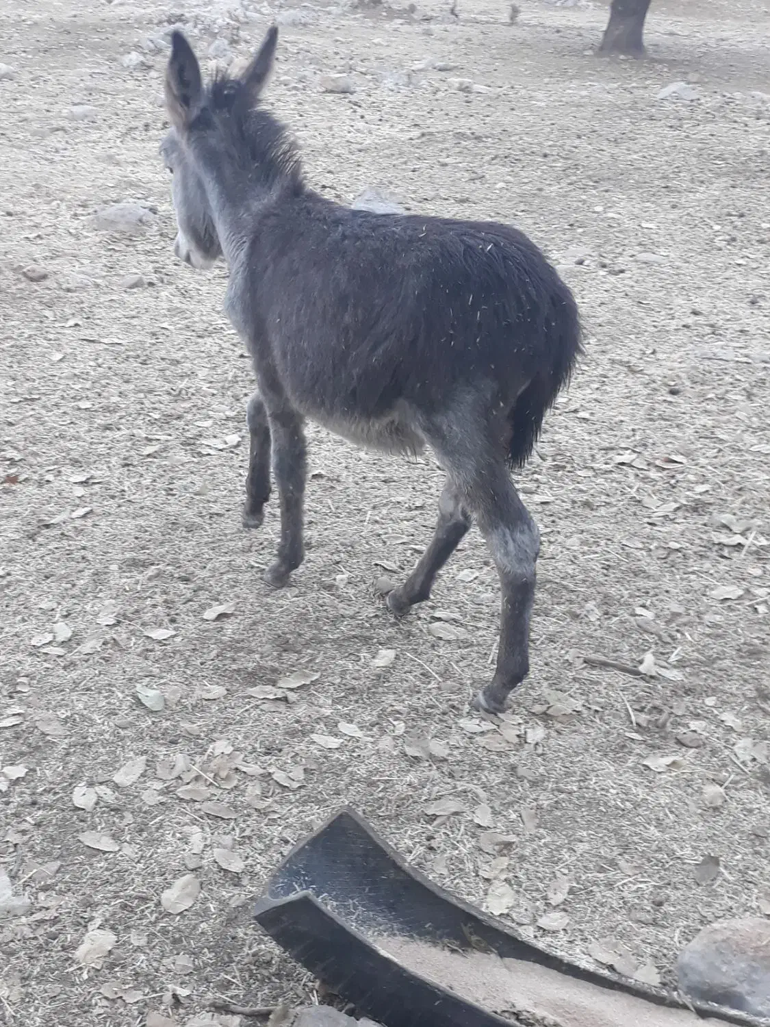 نوپلان ماده|حیوانات مزرعه|بدره, |دیوار