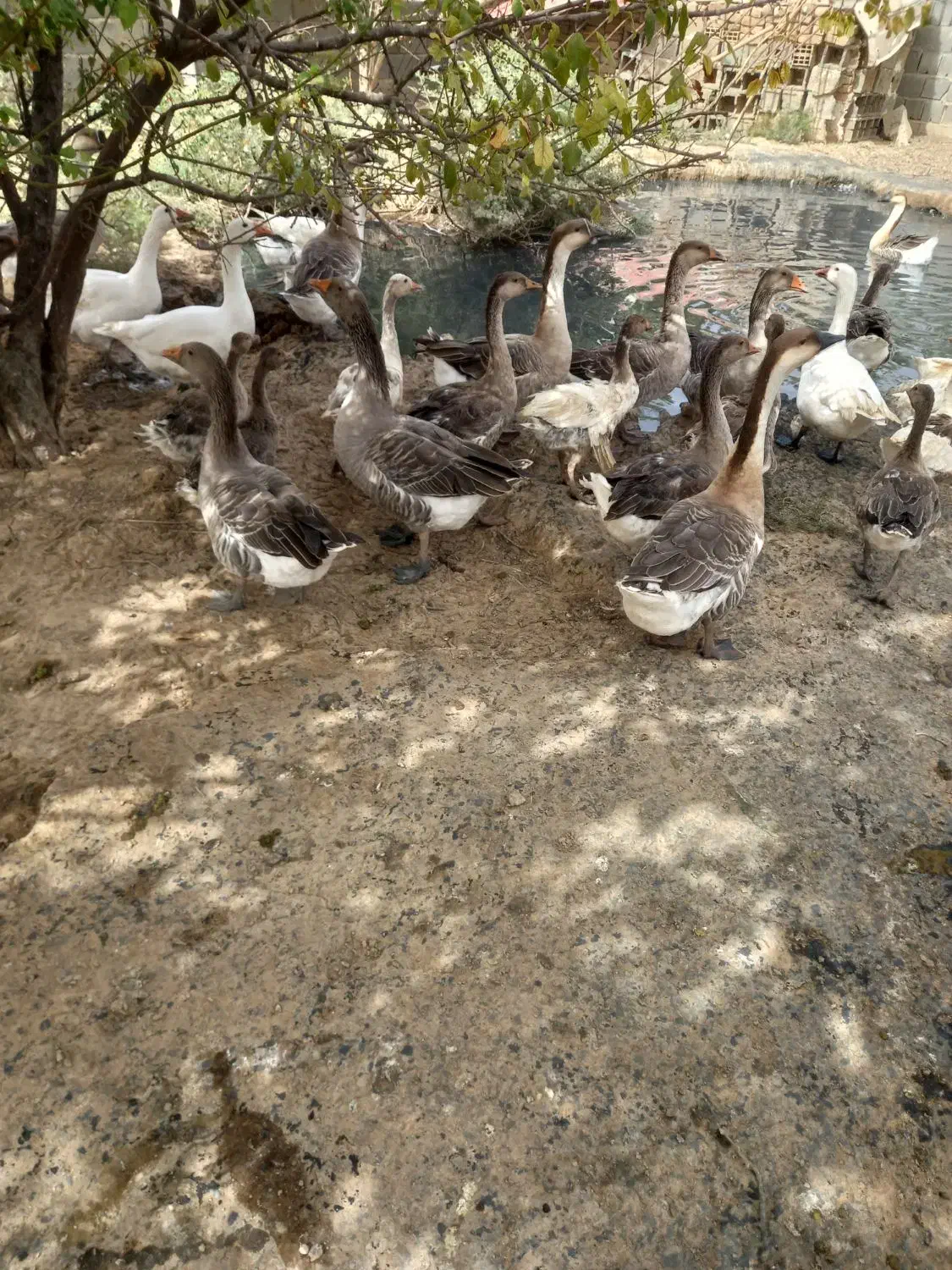 ۲۵ عدد نیمچه غاز و 6عدد بوقلمون نر|حیوانات مزرعه|آبیک, |دیوار