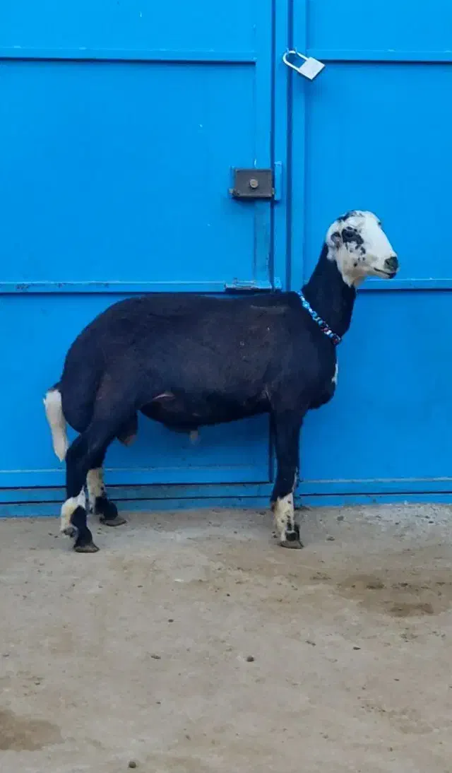 قوچ و میش|حیوانات مزرعه|گرگان, |دیوار