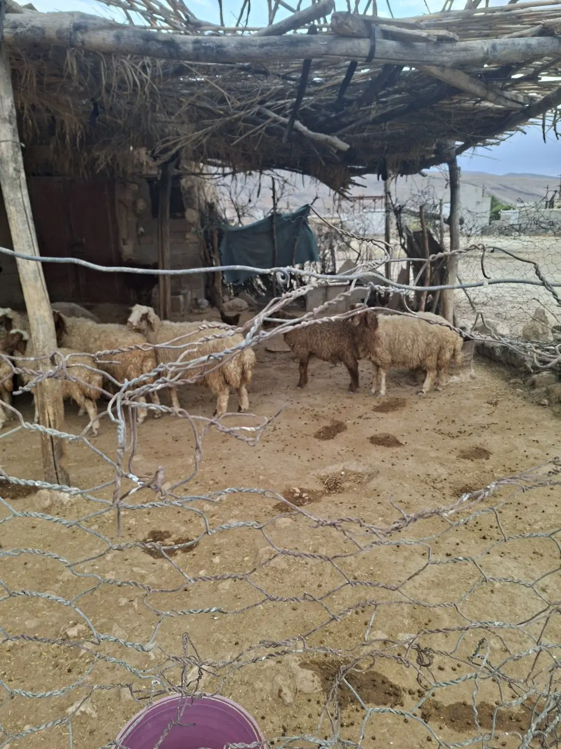 بره|حیوانات مزرعه|کوهنانی, |دیوار