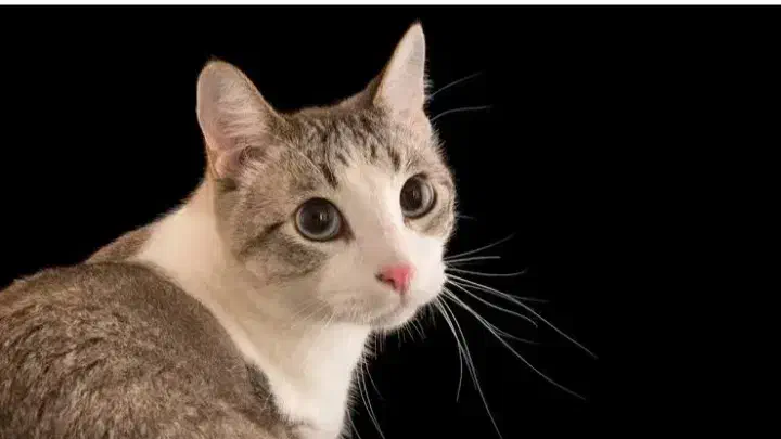 گربه به سرپرستی قبول میکنم البته رایگان|گربه|همدان, |دیوار