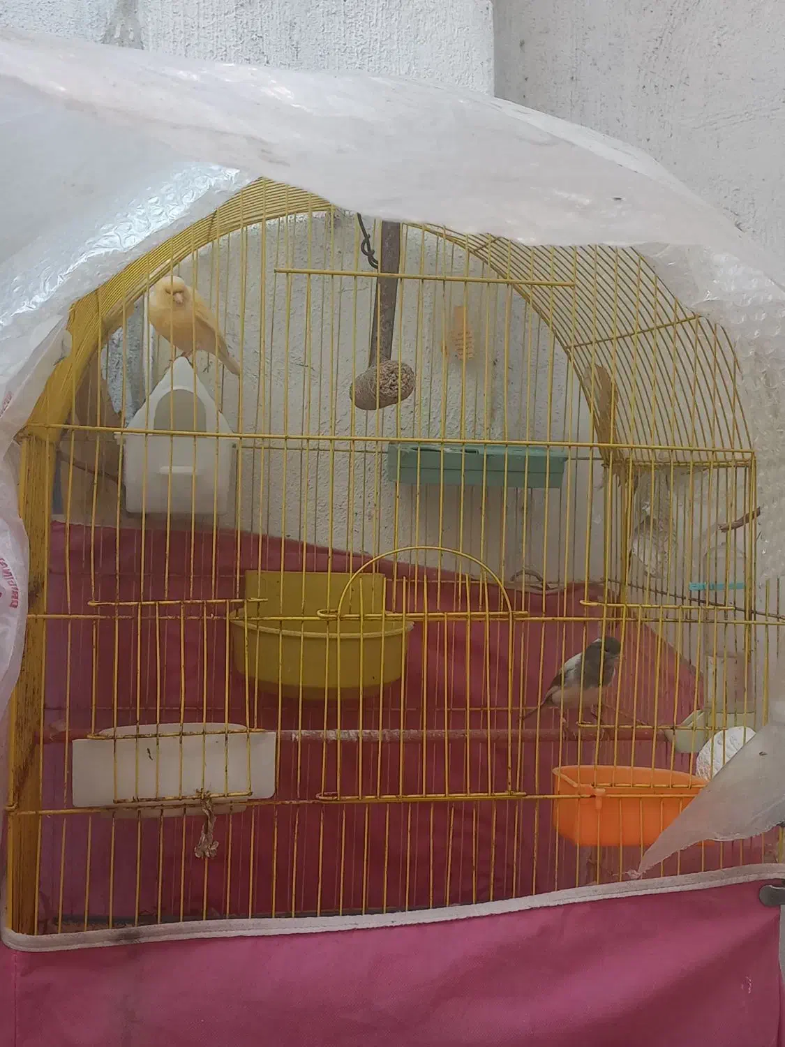 ی جفت قناری اوازخان|پرنده|گرگان, |دیوار