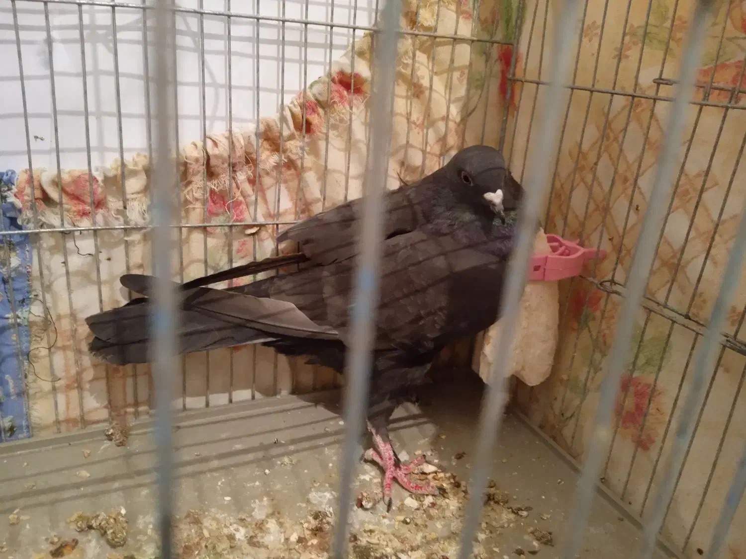 کبوتر|پرنده|زرقان, |دیوار