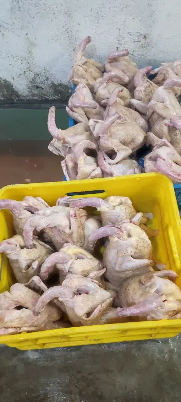 اردک محلّی مرغ محلّی|حیوانات مزرعه|بابلسر, |دیوار