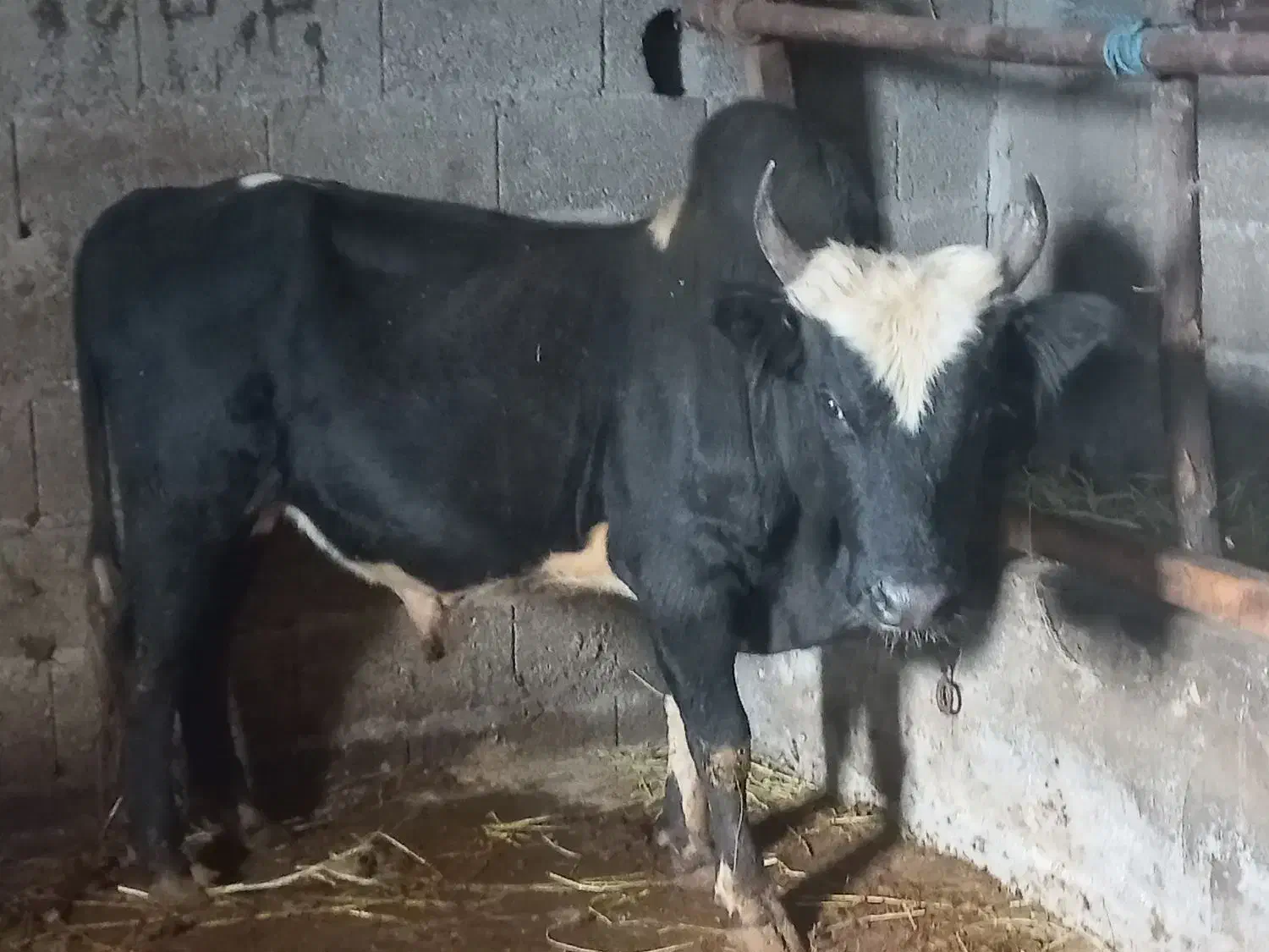 ورزا|حیوانات مزرعه|احمدسرگوراب, |دیوار