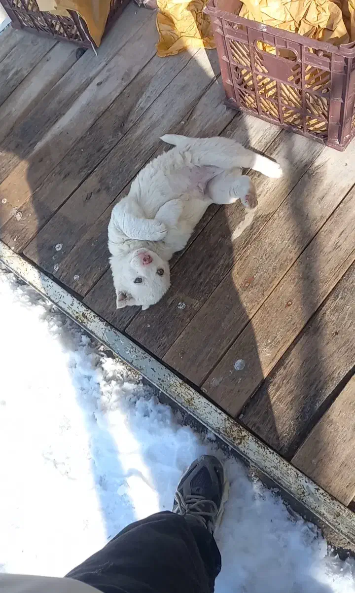 سگ پاکوتا فیندو|سگ|مراغه, |دیوار