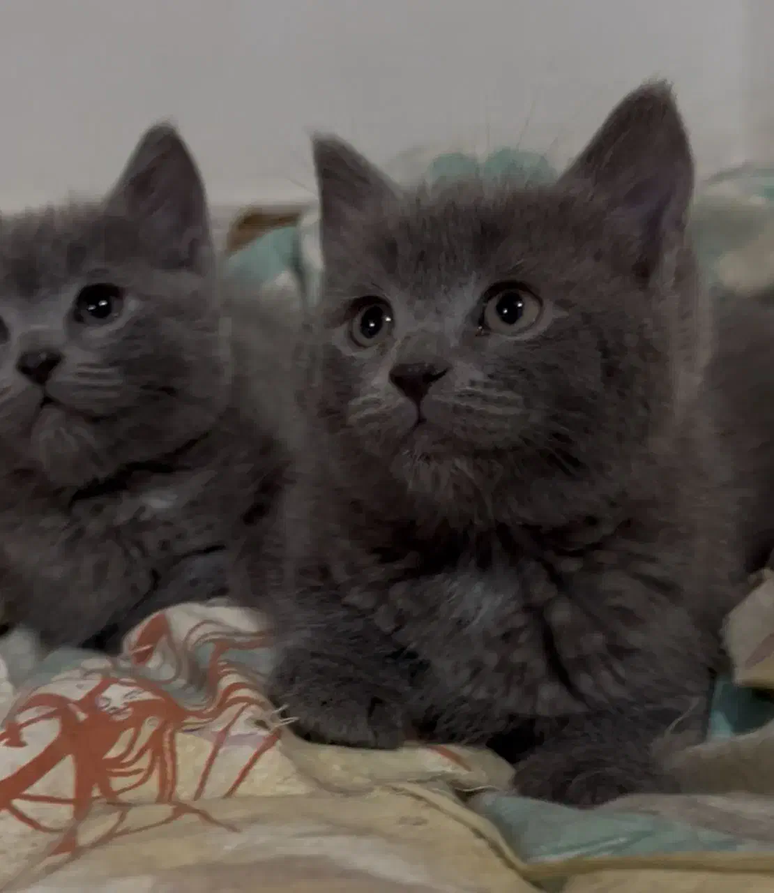 گربه بیریتیش|گربه|قزوین, |دیوار