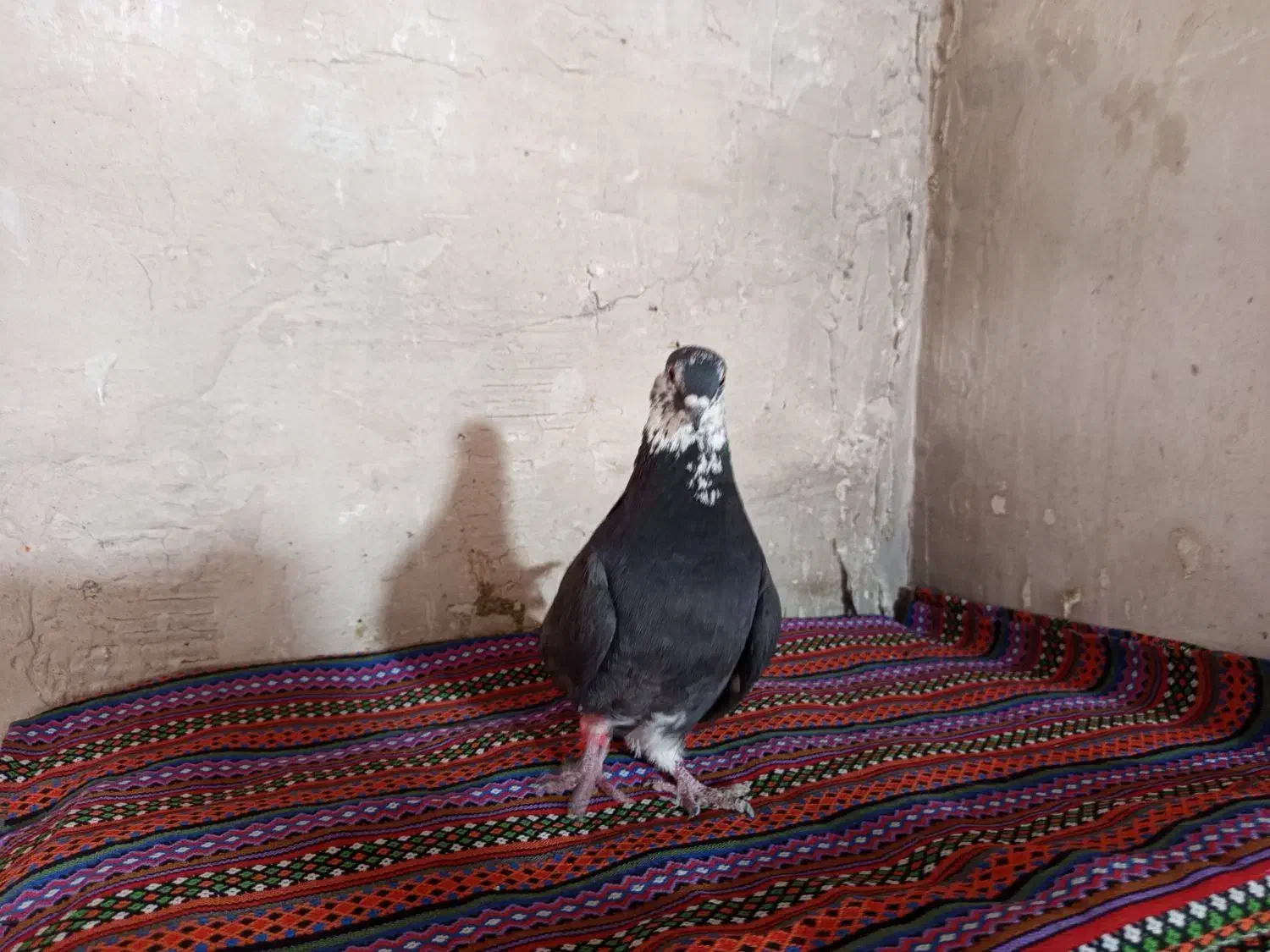 کفتراصفهانی|پرنده|برخوار, |دیوار