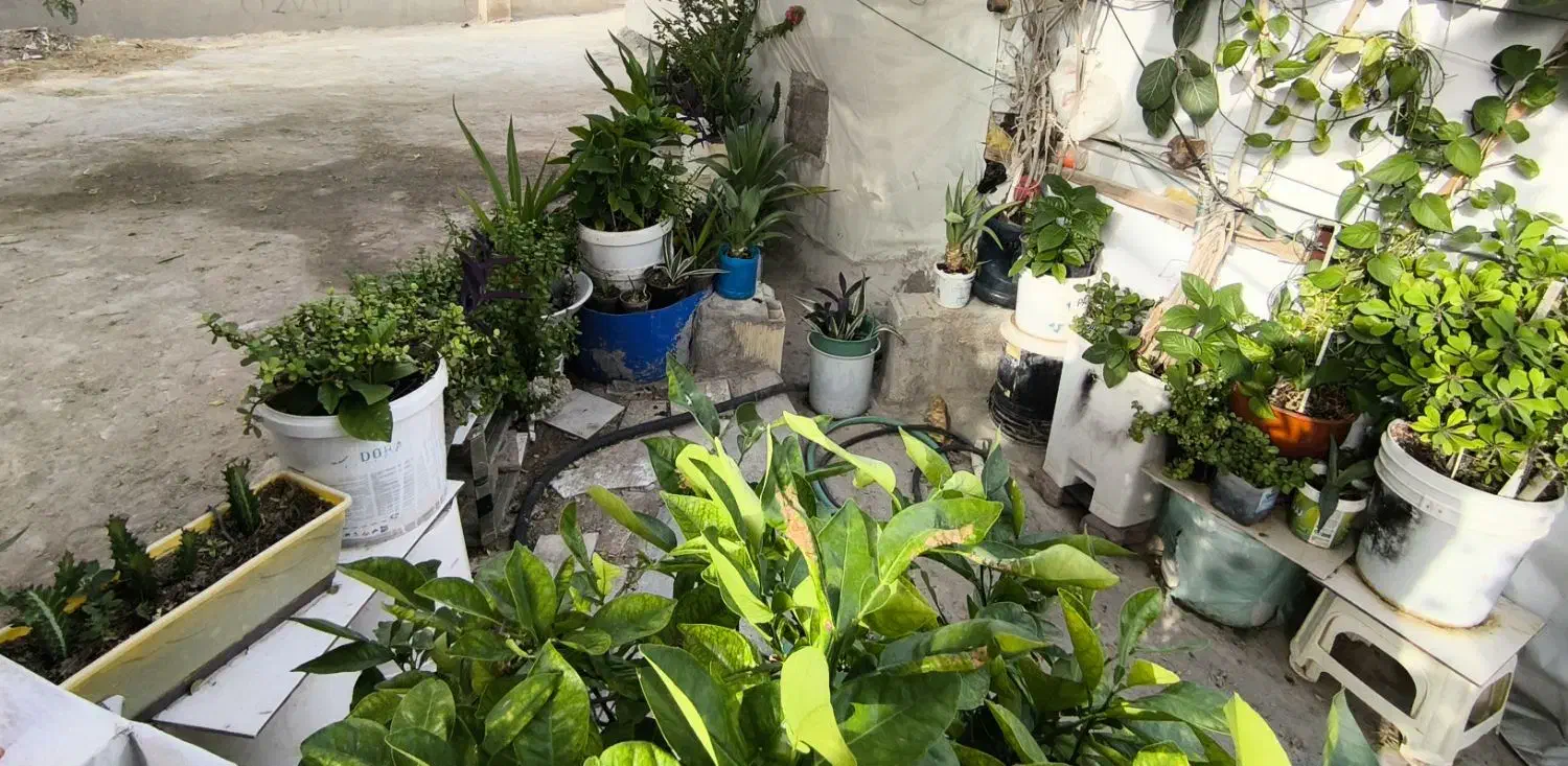 حـراج انواع گل و گیاه|گل و گیاه طبیعی|کیش, |دیوار