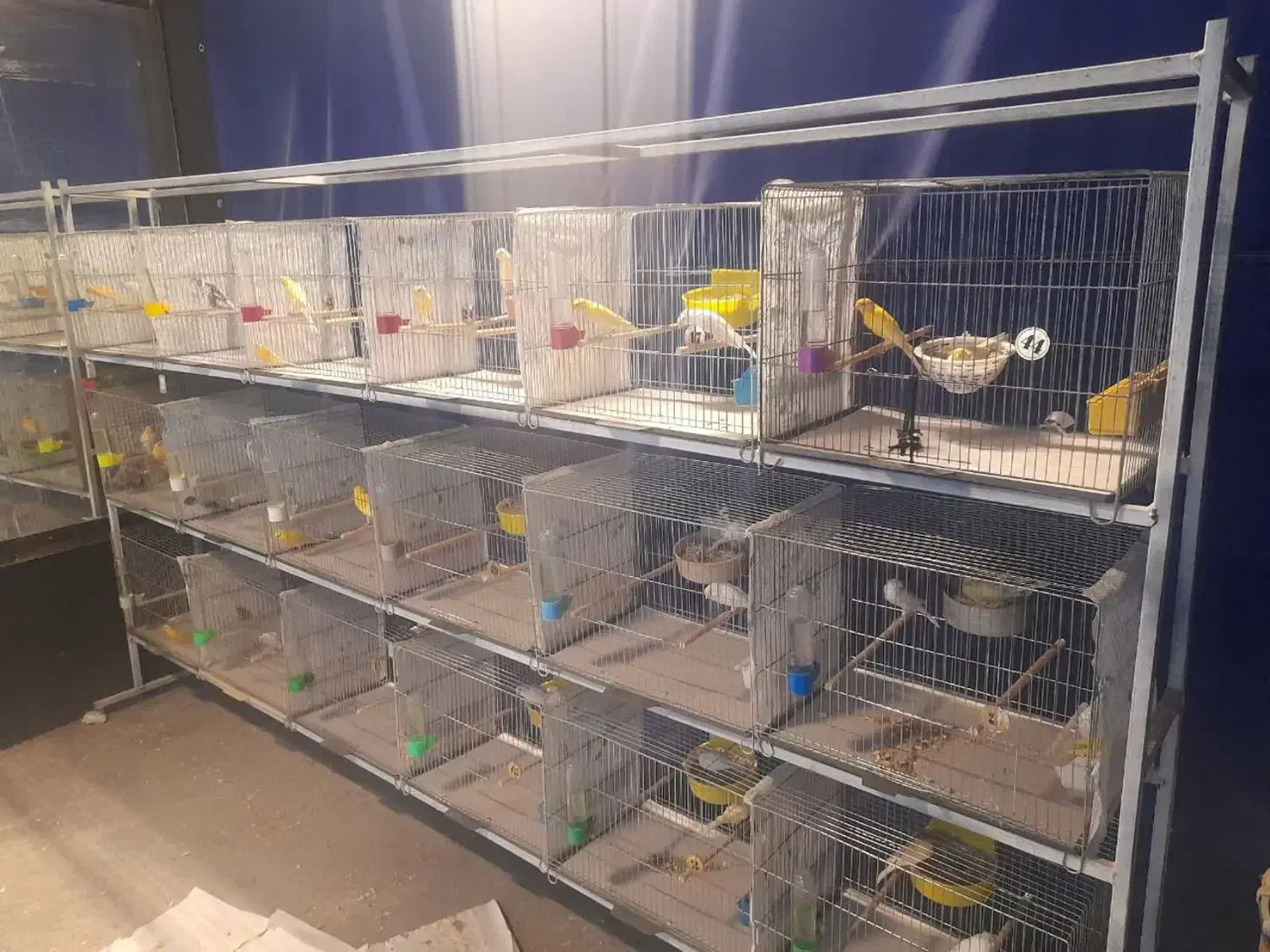 حدود ۶۰عدد قناری رنگ روشن مست پس بالا تنه دار|پرنده|قم, زند آباد|دیوار