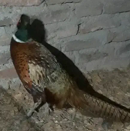 خروس۶ماهه وخروس آمریگایی۳ساله|حیوانات مزرعه|قائمشهر, |دیوار