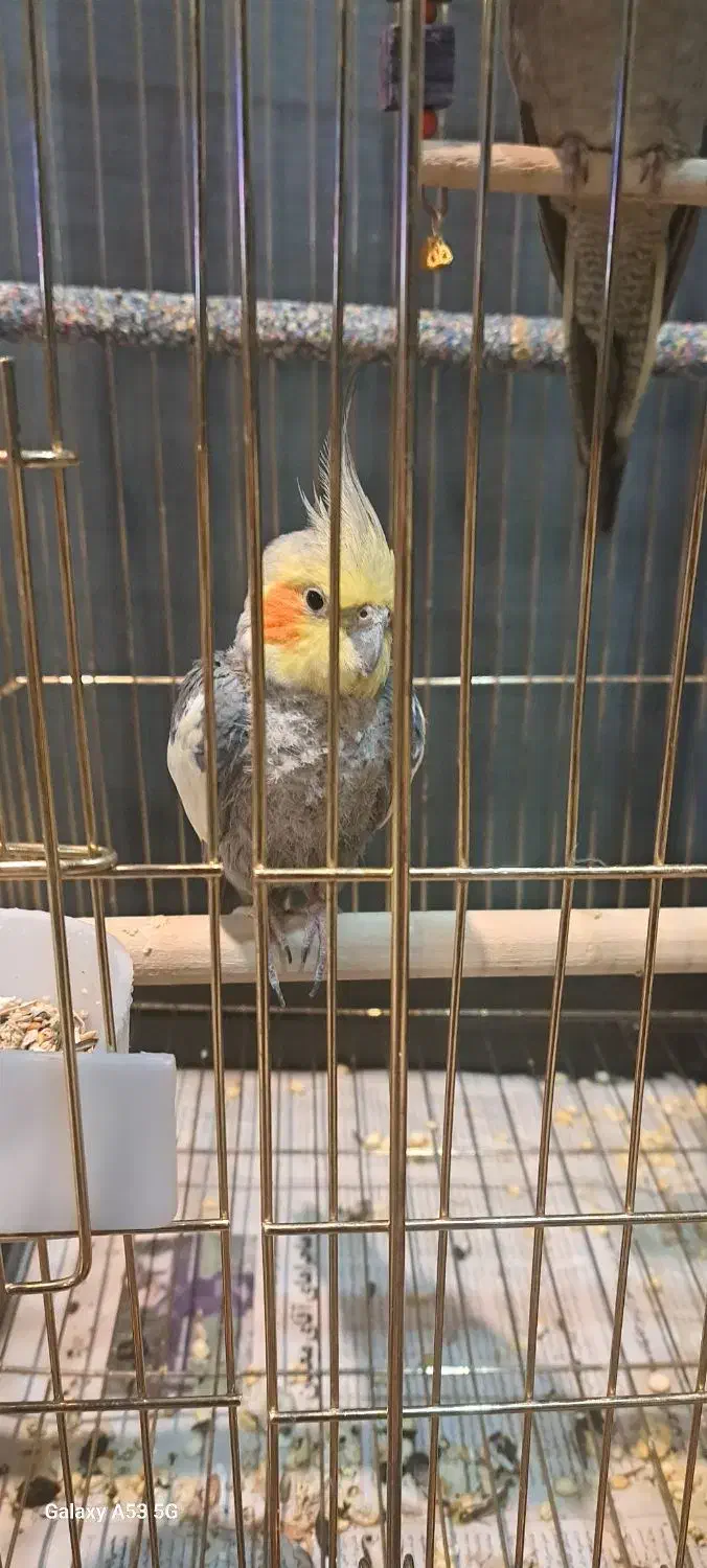 عروس هلندی خاکستری نر سخنگو ، ۲ عدد|پرنده|تهران, سردارجنگل|دیوار