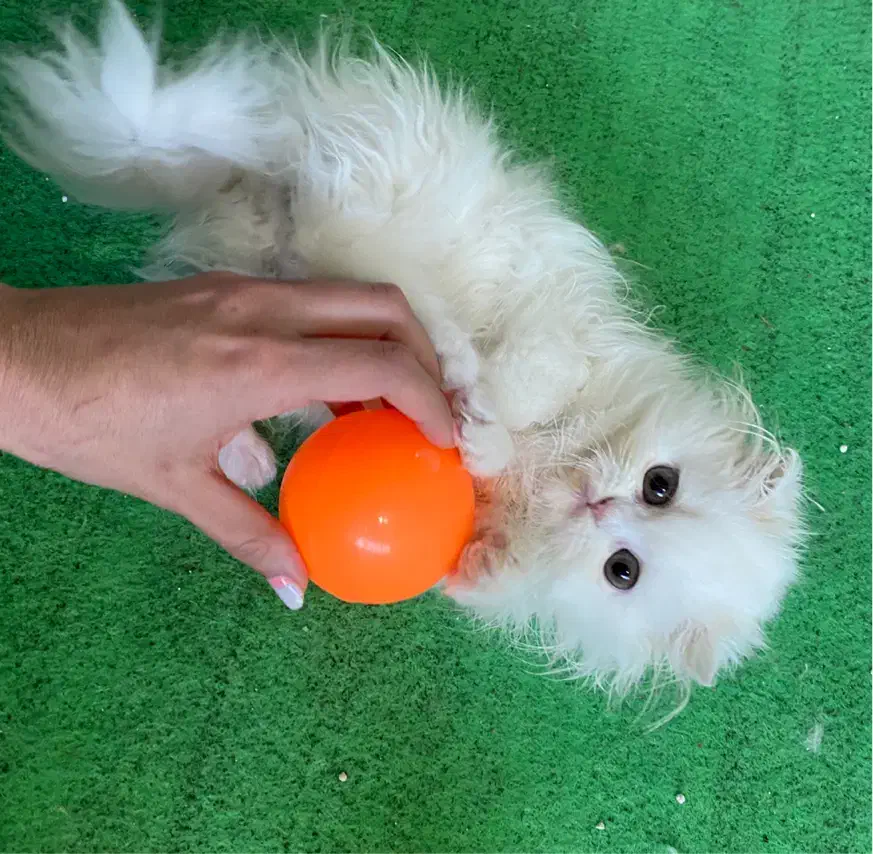 گربه|گربه|بجنورد, |دیوار