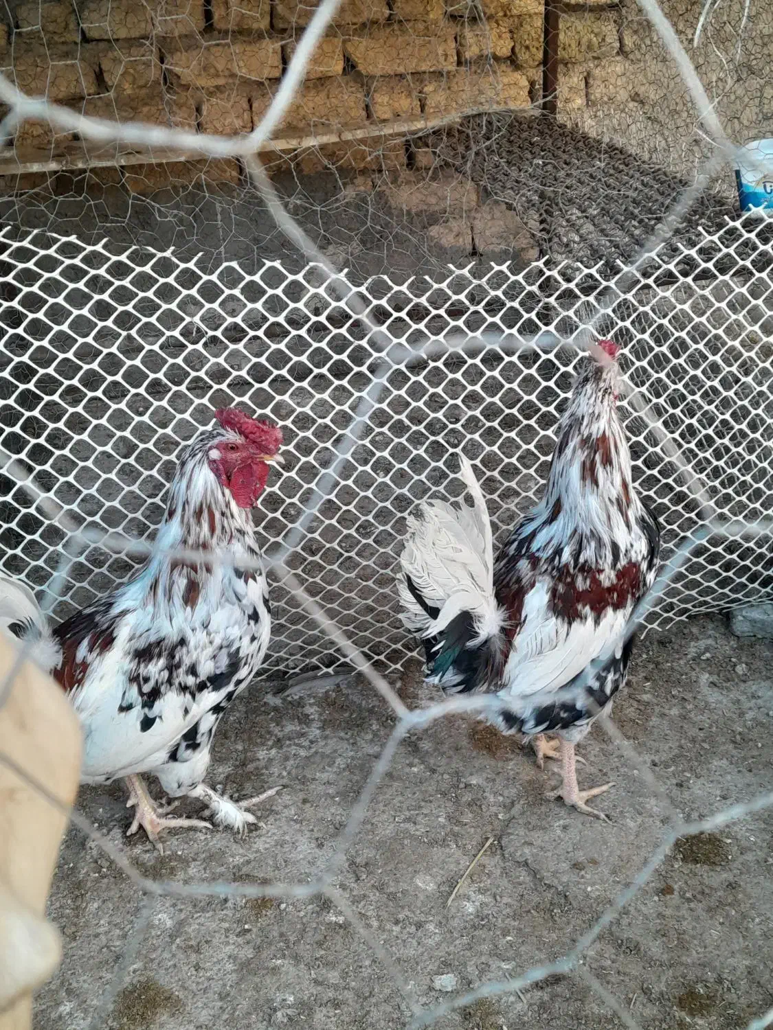 خروس گلین|حیوانات مزرعه|سمیرم, |دیوار