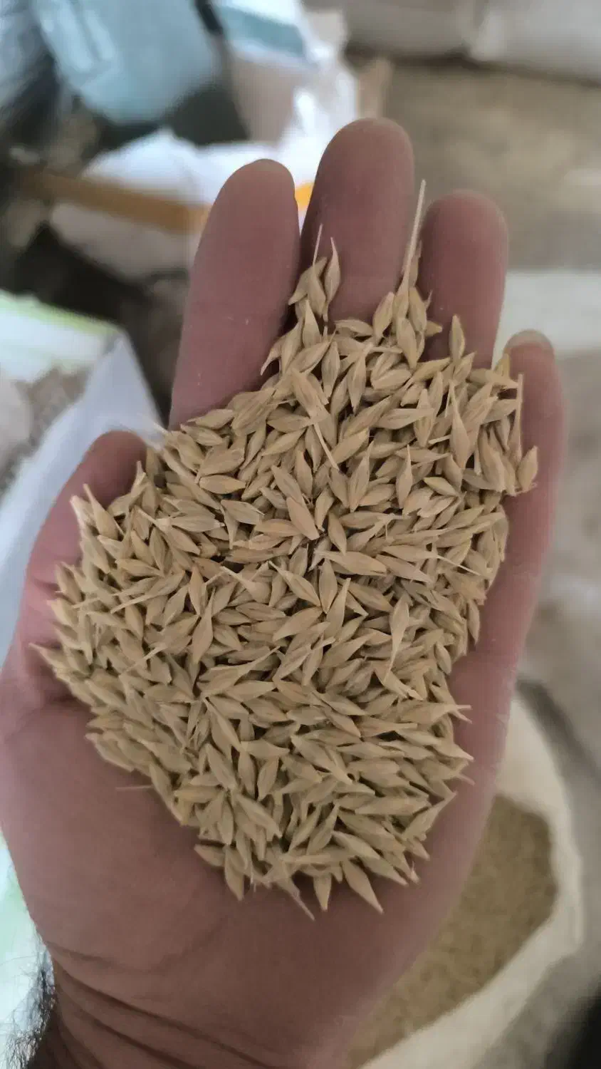 بذر جو آبی|عمدهفروشی|نهاوند, |دیوار