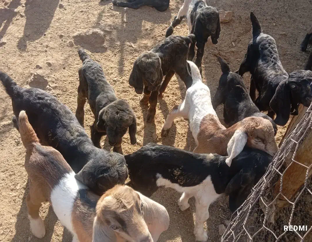 فروش گله بز داشتی کهره دار|حیوانات مزرعه|مرودشت, رامجرد یک|دیوار