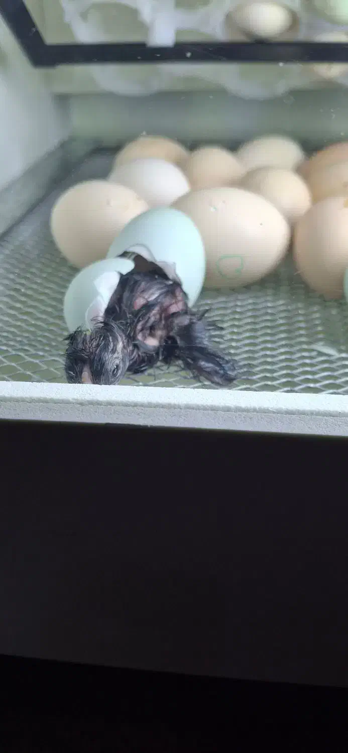 جوجه اراکانای تخم ابی و امروک|حیوانات مزرعه|شیراز, کوشک میدان|دیوار