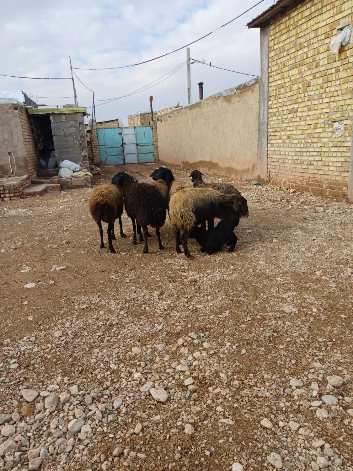 6راس میش جوان شالی آبستن یکیش زاییده|حیوانات مزرعه|قیدار, |دیوار