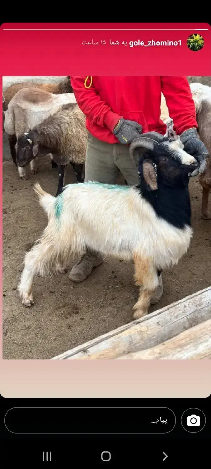 بزغاله چاق سالم به شرط|حیوانات مزرعه|بجنورد, |دیوار